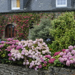 Les hortensias de Bréhat