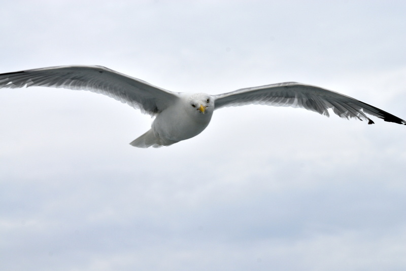 Le goeland nous a suivi sur le chemin du retour