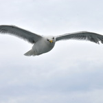 Le goeland nous a suivi sur le chemin du retour