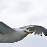 Vol dans le sillage du bateau