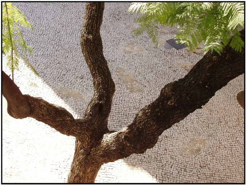 Branches noueuses et pavés de Lisbonne