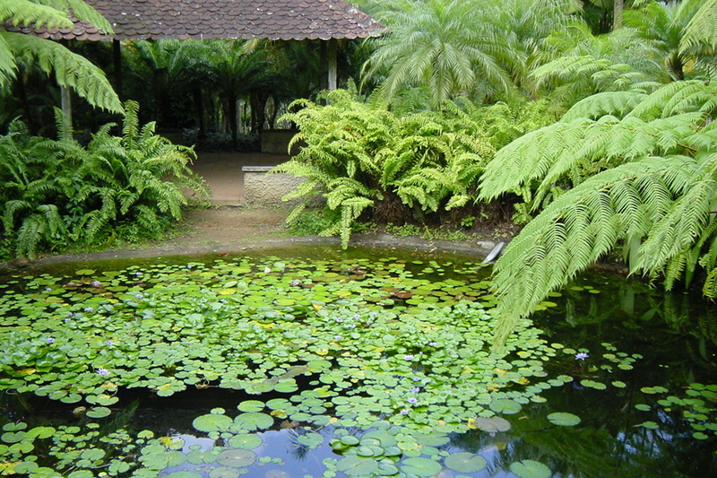 Mare au Jardin de Balata (Fort-de-France)