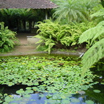 Mare au Jardin de Balata (Fort-de-France)