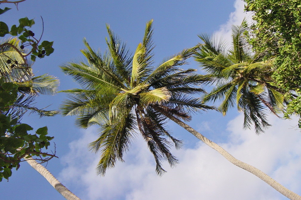 Cocotiers, plage dorée