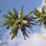 Cocotiers, plage dorée