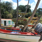 Louvrière ou l'Ouvrière (Grande Anse)  ?