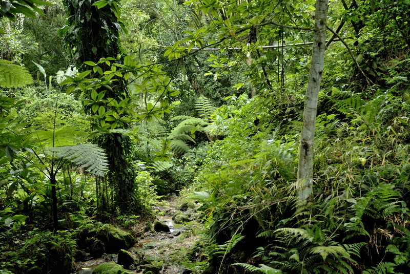 Forêt tropicale (Ajoupa)