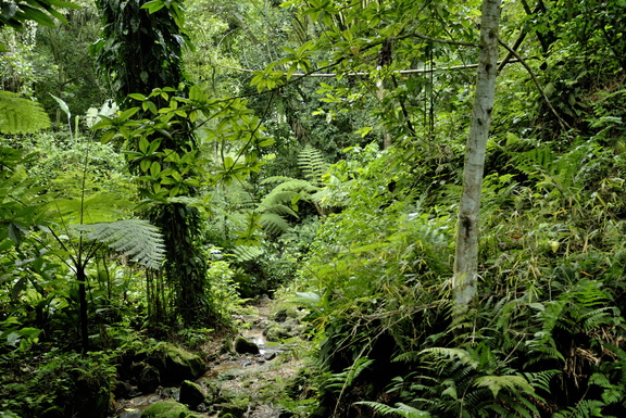 Forêt tropicale (Ajoupa)