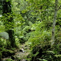 Forêt tropicale (Ajoupa)