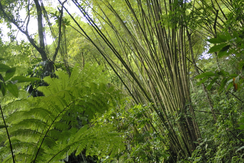 Bouquet de bambous (Ajoupa)