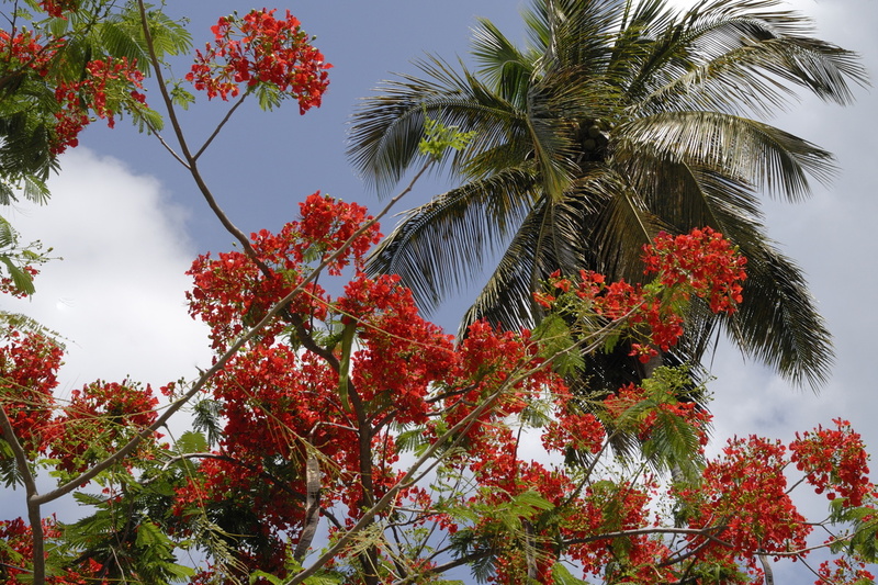 Flamboyants et cocotier