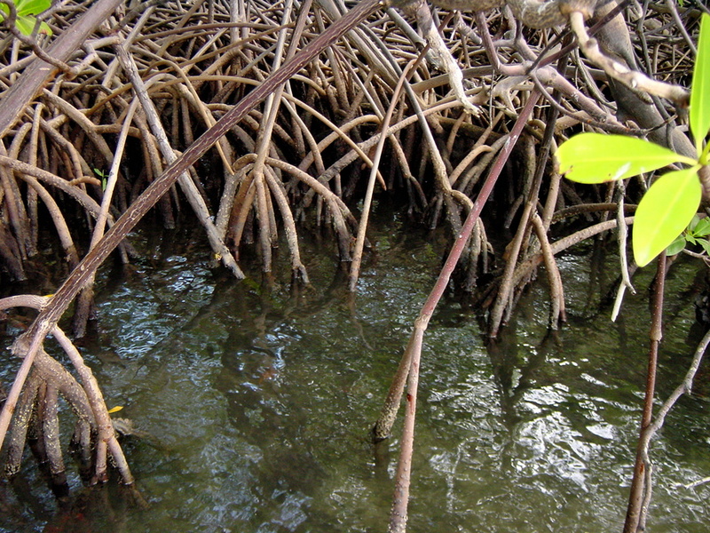 Mangrove (Caravelle)