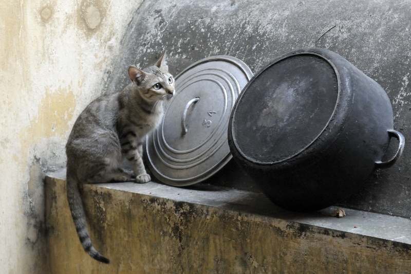 Chat timide à Hanoï