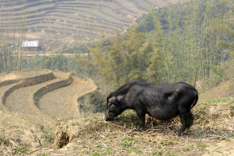 Un cochon (sauvage ?) broute de l'herbe