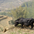 Un cochon (sauvage ?) broute de l'herbe