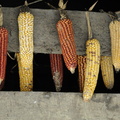 Maïs (nouriture importante pour les hmongs)