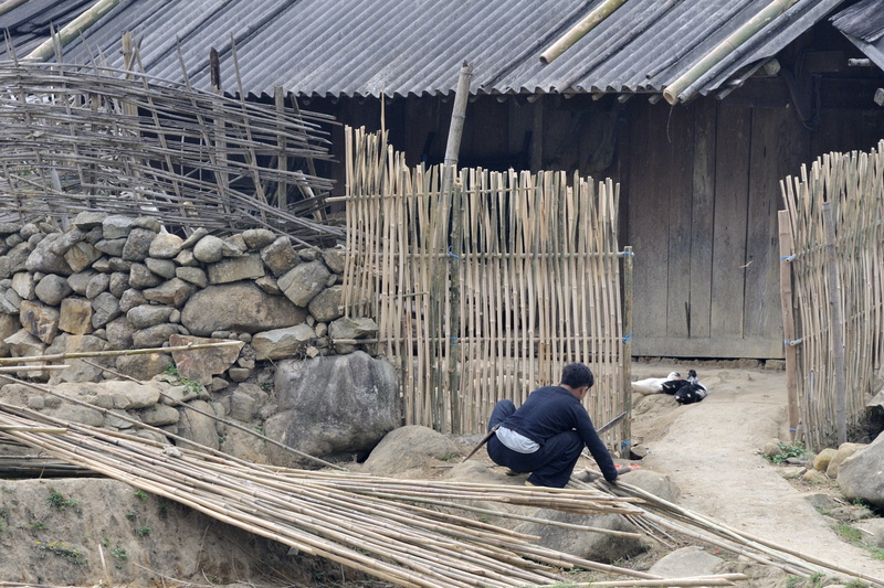 Préparation de palissades en bambou