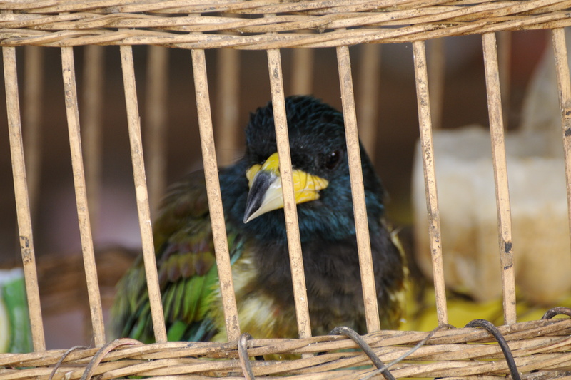 Oiseau chanteur en cage