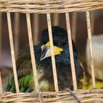 Oiseau chanteur en cage