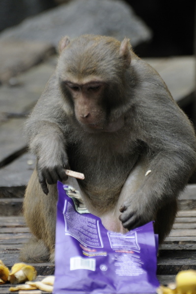 Macaque du lac intérieur