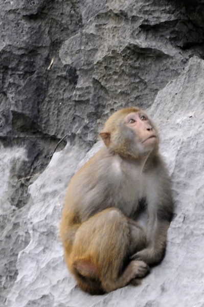 Bébé-macaque du lac intérieur
