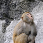 Bébé-macaque du lac intérieur