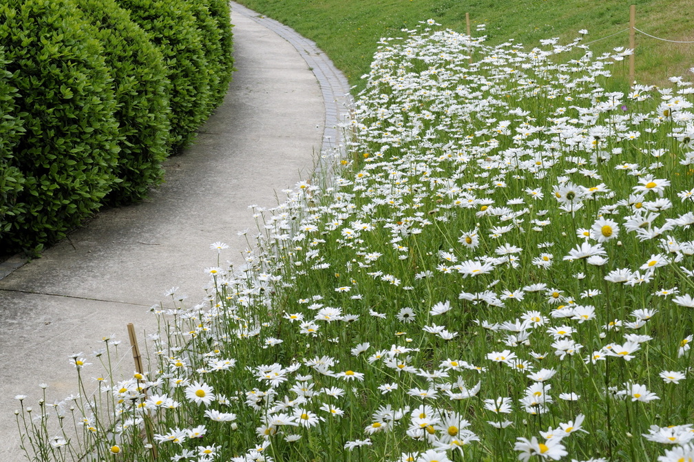 Marguerites