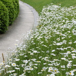 Marguerites