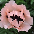 Pavot rose