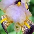 Iris (flou)