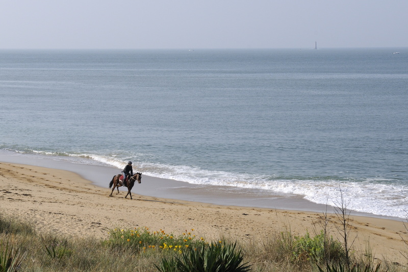 Cheval au petit matin