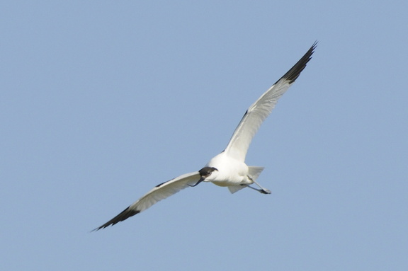 Avocette planant