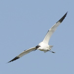 Avocette planant