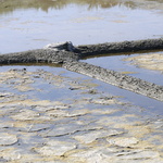 Marais salants