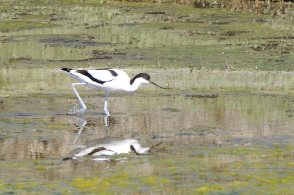 Avocette