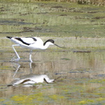 Avocette