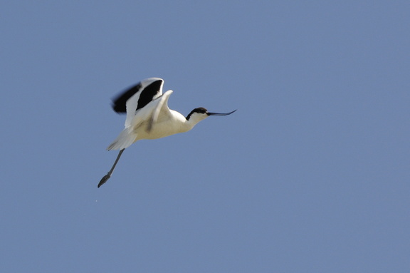 Avocette en vol