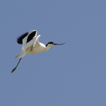 Avocette en vol