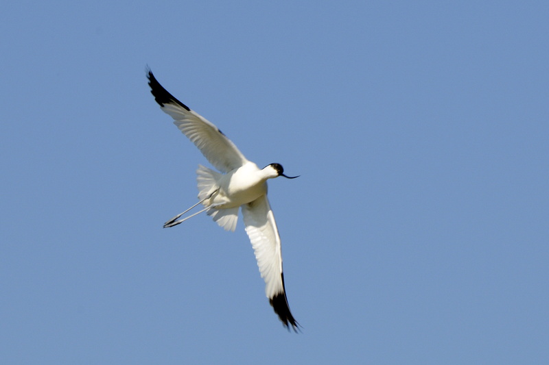 Virage sur l'aile (avocette)