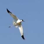 Virage sur l'aile (avocette)