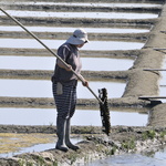 Enlevées avec un rateau