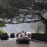 Passage sous un grand banian (sous la pluie aussi)