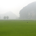 Paysage de rizière et de bruine