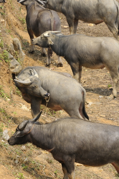 Buffles à la vente