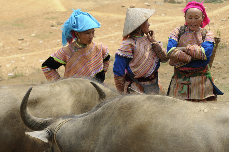 Les femmes (hmongs bariolés) s'intéressent aussi aux bêtes