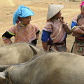 Les femmes (hmongs bariolés) s'intéressent aussi aux bêtes