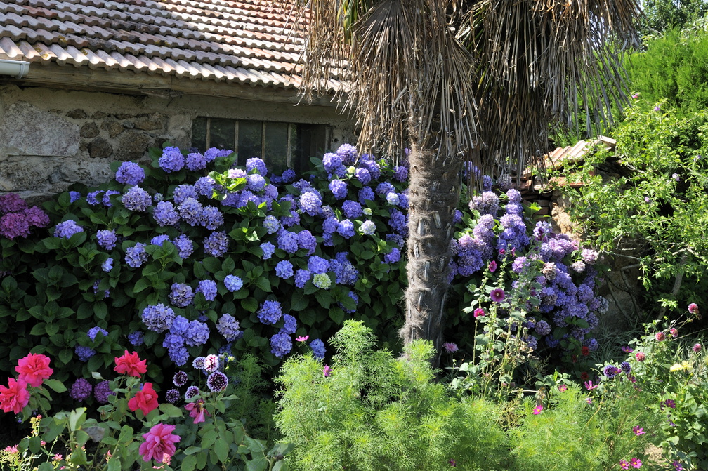 Haneau de Ozas : tiens, les hortensias sont bleus !