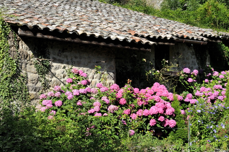 Ici, les hortensias sont roses