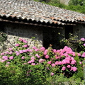 Ici, les hortensias sont roses