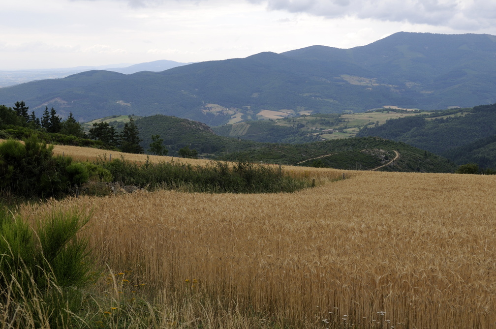 Champ de seigle